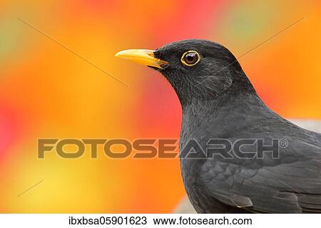 Stock Image - Blackbird (Turdus merula) animal portrait, male, in front of autumn leaves of a maple tree, savages, North Rhine-Westphalia, Germany, Europe. Fotosearch