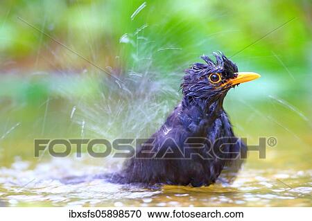 Blackbird (Turdus merula) male bathes in shallow water, Solms, Hesse View Large Photo Image Stock Image - Blackbird (Turdus merula) male bathes in shallow water, Solms, Hesse. Fotosearch