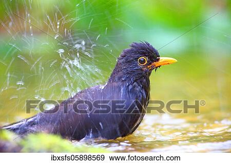 Blackbird (Turdus merula) male bathes in shallow water, Solms, Hesse View Large Photo Image Stock Photo - Blackbird (Turdus merula) male bathes in shallow water, Solms, Hesse. Fotosearch