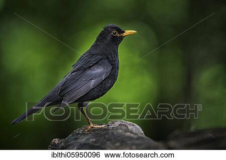 Stock Photograph - Blackbird (Turdus merula) Male standing on root, Middle Elbe Biosphere Reserve, Saxony-Anhalt, Germany, Europe. Fotosearch