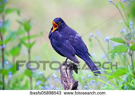 Blackbird (Turdus merula) male with open beak, Solms, Hesse View Large Photo Image Stock Image - Blackbird (Turdus merula) male with open beak, Solms, Hesse. Fotosearch