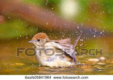 Blackcap (Sylvia atricapilla) female bathes in shallow water, Solms, Hesse View Large Photo Image Picture - Blackcap (Sylvia atricapilla) female bathes in shallow water, Solms, Hesse. Fotosearch