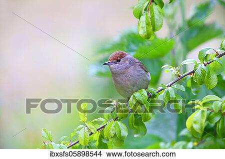 Blackcap (Sylvia atricapilla) female, Solms, Hesse View Large Photo Image Picture - Blackcap (Sylvia atricapilla) female, Solms, Hesse. Fotosearch