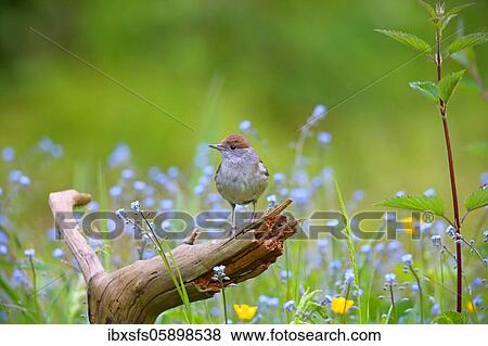 Stock Photo - Blackcap (Sylvia atricapilla), Female sitting on a root, Solms, Hesse. Fotosearch
