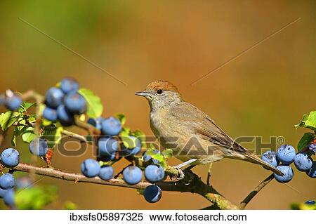 Blackcap (Sylvia atricapilla), Female sits on Blackthorn (Prunus spinosa) Solms, Hesse View Large Photo Image Stock Photography - Blackcap (Sylvia atricapilla), Female sits on Blackthorn (Prunus spinosa) Solms, Hesse. Fotosearch