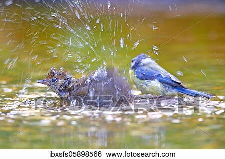 Stock Photograph - Blackcap (Sylvia atricapilla) Females and blue tit (Parus caeruelus) bathing in shallow water, Solms, Hesse. Fotosearch