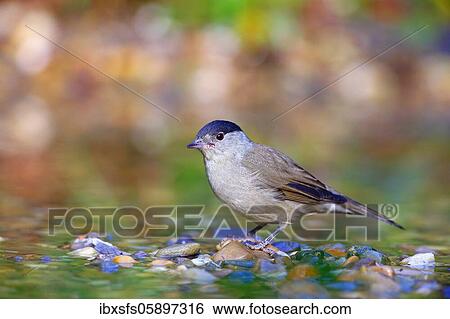 Stock Photograph - Blackcap (Sylvia atricapilla) male in shallow water, Solms, Hesse. Fotosearch