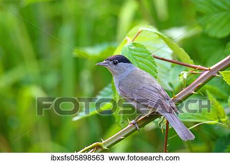 Stock Image - Blackcap (Sylvia atricapilla) Male sitting on a blackberry vine, Solms, Hesse. Fotosearch