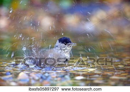 Blackcap (Sylvia atricapilla) male bathes in shallow water, Solms, Hesse View Large Photo Image Stock Photo - Blackcap (Sylvia atricapilla) male bathes in shallow water, Solms, Hesse. Fotosearch
