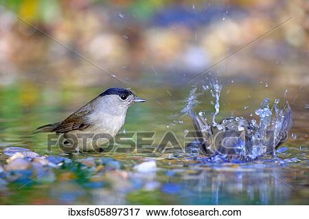 Stock Photo - Blackcap (Sylvia atricapilla) male bathes in shallow water, Solms, Hesse. Fotosearch