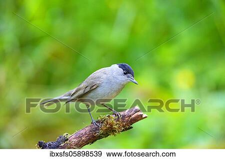 Blackcap (Sylvia atricapilla), Male sitting on a root, Solms, Hesse View Large Photo Image Stock Photo - Blackcap (Sylvia atricapilla), Male sitting on a root, Solms, Hesse. Fotosearch