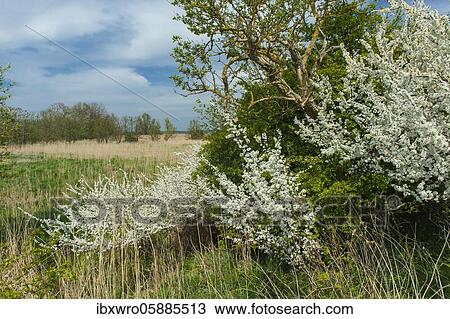 Blackthornshedge (Prunus spinosa) in Bodden landscape, Niederhof, Stralsund, Mecklenburg-Western Pomerania, Germany, Europe View Large Photo Image Stock Image - Blackthornshedge (Prunus spinosa) in Bodden landscape, Niederhof, Stralsund, Mecklenburg-Western Pomerania, Germany, Europe. Fotosearch