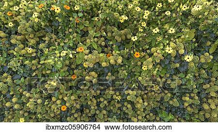 Blooming ivy (Hedera) with blossoms of the black-eyed Susanne (Thunbergia alata), Germany, Europe View Large Photo Image Picture - Blooming ivy (Hedera) with blossoms of the black-eyed Susanne (Thunbergia alata), Germany, Europe. Fotosearch