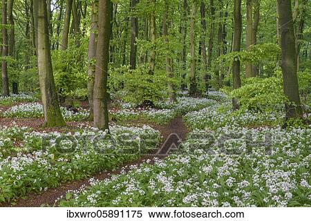 Blooming Ramsons ( Allium ursinum) im beech forest, Weg, Teutoburg Forest, Hilter, North Rhine-Westphalia, Germany, Europe View Large Photo Image Stock Photography - Blooming Ramsons ( Allium ursinum) im beech forest, Weg, Teutoburg Forest, Hilter, North Rhine-Westphalia, Germany, Europe. Fotosearch