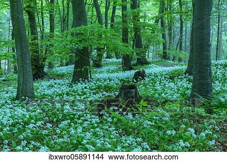 Blooming Ramsons ( Allium ursinum) in beech forest, Teutoburg Forest, Hilter, North Rhine-Westphalia, Germany, Europe View Large Photo Image Picture - Blooming Ramsons ( Allium ursinum) in beech forest, Teutoburg Forest, Hilter, North Rhine-Westphalia, Germany, Europe. Fotosearch