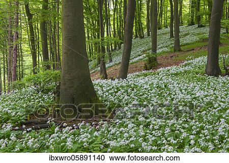 Stock Image - Blooming Ramsons ( Allium ursinum) in beech forest, Teutoburg Forest, Hilter, North Rhine-Westphalia, Germany, Europe. Fotosearch