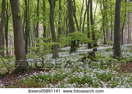 Blooming Ramsons ( Allium ursinum) in beech forest, Teutoburg Forest, Hilter, North Rhine-Westphalia, Germany, Europe View Large Photo Image Stock Image - Blooming Ramsons ( Allium ursinum) in beech forest, Teutoburg Forest, Hilter, North Rhine-Westphalia, Germany, Europe. Fotosearch