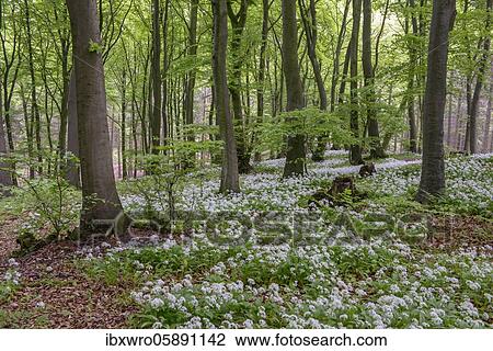 Blooming Ramsons ( Allium ursinum) in beech forest, Teutoburg Forest, Hilter, North Rhine-Westphalia, Germany, Europe View Large Photo Image Stock Image - Blooming Ramsons ( Allium ursinum) in beech forest, Teutoburg Forest, Hilter, North Rhine-Westphalia, Germany, Europe. Fotosearch