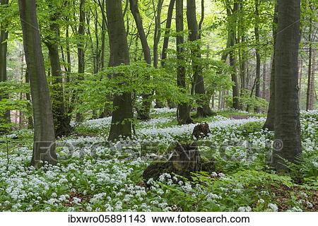 Blooming Ramsons ( Allium ursinum) in beech forest, Teutoburg Forest, Hilter, North Rhine-Westphalia, Germany, Europe View Large Photo Image Stock Image - Blooming Ramsons ( Allium ursinum) in beech forest, Teutoburg Forest, Hilter, North Rhine-Westphalia, Germany, Europe. Fotosearch