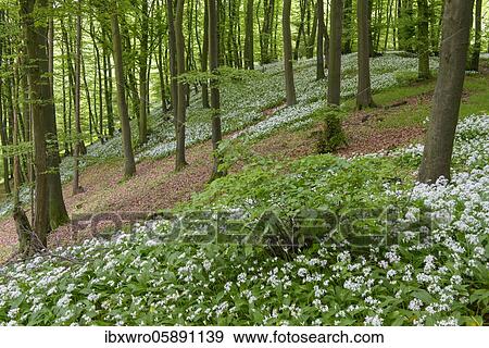 Blooming Ramsons ( Allium ursinum) in beech forest, Teutoburg Forest, Hilter, North Rhine-Westphalia, Germany, Europe View Large Photo Image Stock Photo - Blooming Ramsons ( Allium ursinum) in beech forest, Teutoburg Forest, Hilter, North Rhine-Westphalia, Germany, Europe. Fotosearch