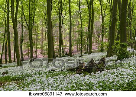 Blooming Ramsons ( Allium ursinum) in beech forest, Teutoburg Forest, Hilter, North Rhine-Westphalia, Germany, Europe View Large Photo Image Stock Photo - Blooming Ramsons ( Allium ursinum) in beech forest, Teutoburg Forest, Hilter, North Rhine-Westphalia, Germany, Europe. Fotosearch