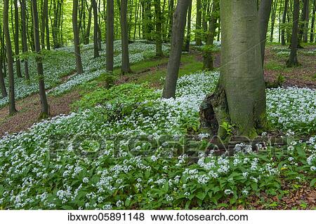 Blooming Ramsons ( Allium ursinum) in beech forest, Teutoburg Forest, Hilter, North Rhine-Westphalia, Germany, Europe View Large Photo Image Stock Photo - Blooming Ramsons ( Allium ursinum) in beech forest, Teutoburg Forest, Hilter, North Rhine-Westphalia, Germany, Europe. Fotosearch