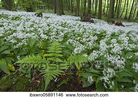 Blooming Ramsons ( Allium ursinum) in beech forest, Teutoburg Forest, Hilter, North Rhine-Westphalia, Germany, Europe View Large Photo Image Stock Photograph - Blooming Ramsons ( Allium ursinum) in beech forest, Teutoburg Forest, Hilter, North Rhine-Westphalia, Germany, Europe. Fotosearch