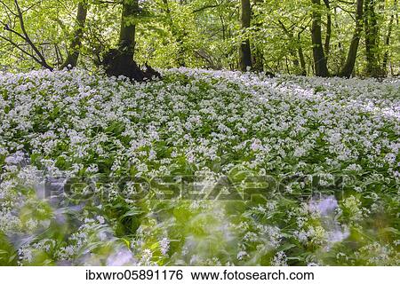 Blooming Ramsons ( Allium ursinum) in beech forest, Teutoburg Forest, Hilter, North Rhine-Westphalia, Germany, Europe View Large Photo Image Stock Photograph - Blooming Ramsons ( Allium ursinum) in beech forest, Teutoburg Forest, Hilter, North Rhine-Westphalia, Germany, Europe. Fotosearch