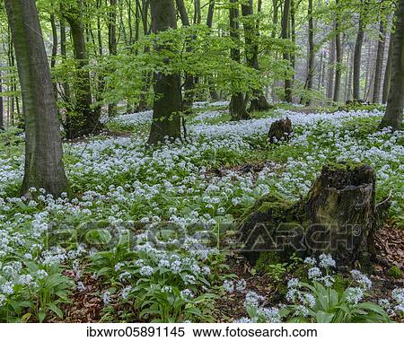 Stock Photography - Blooming Ramsons ( Allium ursinum) in beech forest, Teutoburg Forest, Hilter, North Rhine-Westphalia, Germany, Europe. Fotosearch