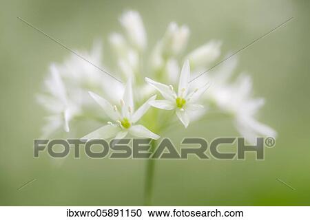 Blooming Ramsons ( Allium ursinum), Blossom, Teutoburg Forest, Hilter, North Rhine-Westphalia, Germany, Europe View Large Photo Image Stock Image - Blooming Ramsons ( Allium ursinum), Blossom, Teutoburg Forest, Hilter, North Rhine-Westphalia, Germany, Europe. Fotosearch