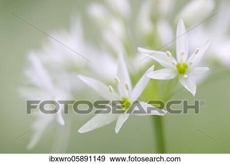 Stock Photo - Blooming Ramsons ( Allium ursinum), Blossom, Teutoburg Forest, Hilter, North Rhine-Westphalia, Germany, Europe. Fotosearch