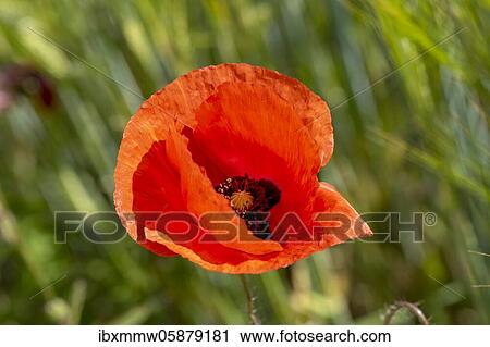 Stock Image - Blooming red poppy (Papaver) in a barley field, Upper Bavaria, Bavaria, Munich, Germany, Europe. Fotosearch
