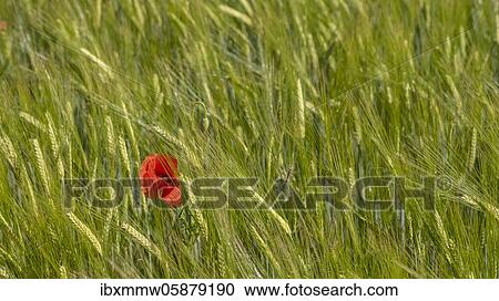 Stock Image - Blooming red poppy (Papaver) in a barley field, Upper Bavaria, Bavaria, Munich, Germany, Europe. Fotosearch