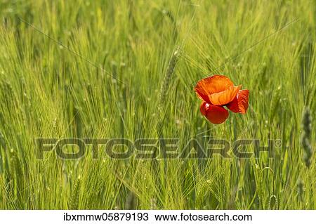 Blooming red poppy (Papaver) in a barley field, Upper Bavaria, Bavaria, Munich, Germany, Europe View Large Photo Image Stock Image - Blooming red poppy (Papaver) in a barley field, Upper Bavaria, Bavaria, Munich, Germany, Europe. Fotosearch