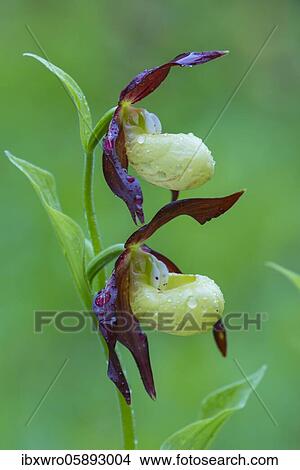 Blooming slipper for woman( Cypripedium calceolus), Ochidee, Neuhaus, Lower Saxony, Germany, Europe View Large Photo Image Picture - Blooming slipper for woman( Cypripedium calceolus), Ochidee, Neuhaus, Lower Saxony, Germany, Europe. Fotosearch