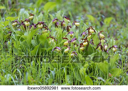 Blooming slipper for woman( Cypripedium calceolus), Ochidee, Neuhaus, Lower Saxony, Germany, Europe View Large Photo Image Stock Image - Blooming slipper for woman( Cypripedium calceolus), Ochidee, Neuhaus, Lower Saxony, Germany, Europe. Fotosearch