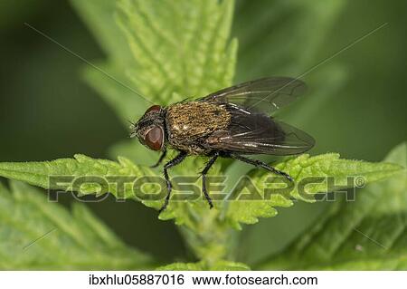 Blowfly (Pollenia labialis) on a nettle, Baden-Württemberg, Germany, Europe View Large Photo Image Stock Photograph - Blowfly (Pollenia labialis) on a nettle, Baden-Württemberg, Germany, Europe. Fotosearch