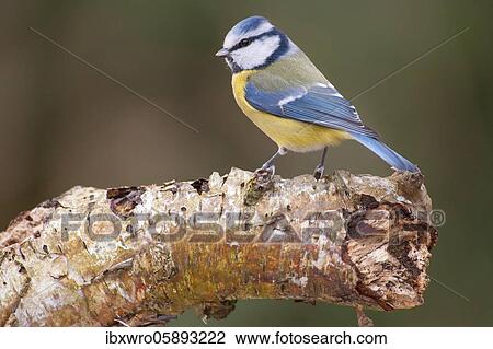 Stock Image - Blue Tit ( Cyanistes cäruleus) on a birch trunk, Vechta, Lower Saxony, Germany, Europe. Fotosearch