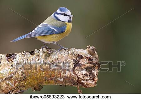 Stock Image - Blue Tit ( Cyanistes cäruleus) on a birch trunk, Vechta, Lower Saxony, Germany, Europe. Fotosearch