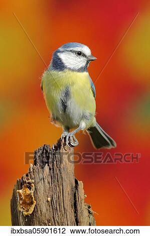 Blue tit (Parus caeruleus) sitting from dead wood in front of maple autumn leaves, Wilden, North Rhine-Westphalia, Germany, Europe View Large Photo Image Stock Image - Blue tit (Parus caeruleus) sitting from dead wood in front of maple autumn leaves, Wilden, North Rhine-Westphalia, Germany, Europe. Fotosearch