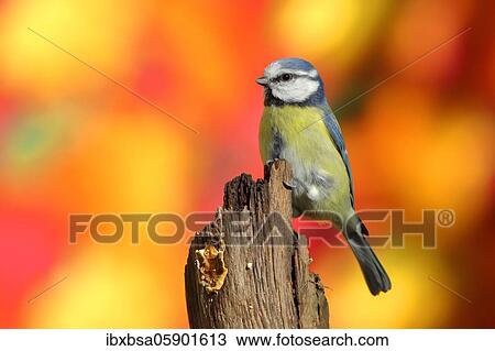 Blue tit (Parus caeruleus) sitting from dead wood in front of maple autumn leaves, Wilden, North Rhine-Westphalia, Germany, Europe View Large Photo Image Stock Image - Blue tit (Parus caeruleus) sitting from dead wood in front of maple autumn leaves, Wilden, North Rhine-Westphalia, Germany, Europe. Fotosearch