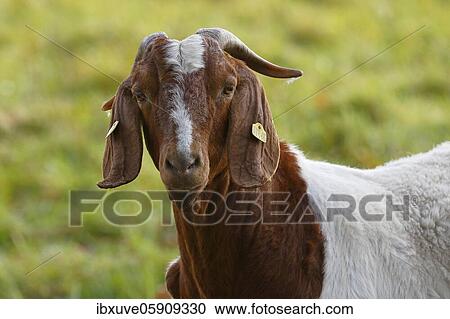 Stock Image - BoersDomestic Goat (Capra aegagrus hircus) animal portrait, Schleswig-Holstein, Germany, Europe. Fotosearch