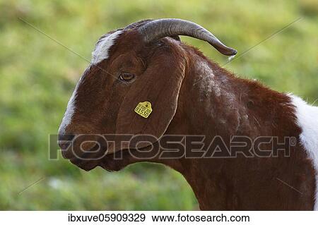 Stock Photo - BoersDomestic Goat (Capra aegagrus hircus) animal portrait, Schleswig-Holstein, Germany, Europe. Fotosearch