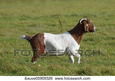 BoersDomestic Goat (Capra aegagrus hircus) Schleswig-Holstein, Germany, Europe View Large Photo Image Stock Photograph - BoersDomestic Goat (Capra aegagrus hircus) Schleswig-Holstein, Germany, Europe. Fotosearch
