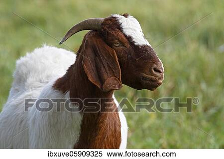 BoersDomestic Goat (Capra aegagrus hircus) animal portrait, Schleswig-Holstein, Germany, Europe View Large Photo Image Stock Photography - BoersDomestic Goat (Capra aegagrus hircus) animal portrait, Schleswig-Holstein, Germany, Europe. Fotosearch