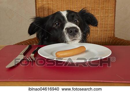 Border Collie looks at the table with sausages on the plate View Large Photo Image Stock Image - Border Collie looks at the table with sausages on the plate. Fotosearch