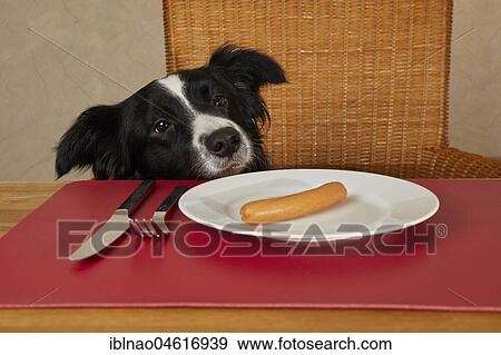 Border Collie looks at the table with sausages on the plate View Large Photo Image Stock Photo - Border Collie looks at the table with sausages on the plate. Fotosearch
