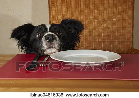Border Collie looks over the edge of the table on an empty plate, covered table View Large Photo Image Stock Photograph - Border Collie looks over the edge of the table on an empty plate, covered table. Fotosearch