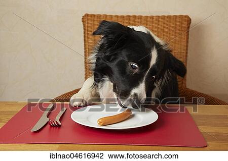 Border Collie sits at the table eating sausages on a plate View Large Photo Image Stock Image - Border Collie sits at the table eating sausages on a plate. Fotosearch