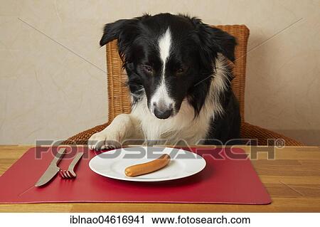 Stock Image - Border Collie sits at the table with sausages on the plate. Fotosearch